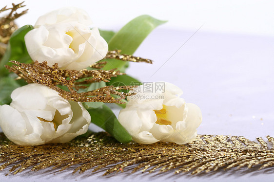 白色郁金白宏观郁金香礼物花束图片
