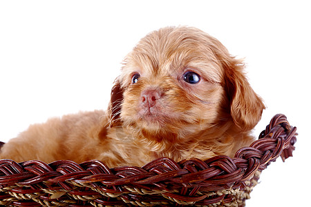 一只小狗的肖像 一个装饰的小狗 在一篮子里动物宠物毛皮犬类快乐友谊贵宾犬猎犬脊椎动物兰花图片