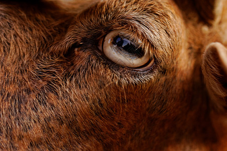 山羊的眼睛哺乳动物动物农场毛皮棕色乡村黄色农业场地宏观图片