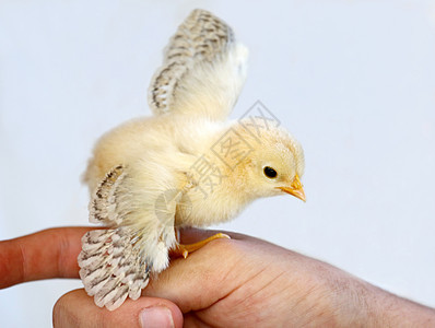 小鸡宝宝羽毛新生动物生活家禽婴儿宠物白色家畜母鸡图片