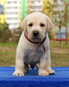 快乐的黄色拉布拉多小狗猎犬朋友幸福宠物桌子孩子喜悦蓝色图片