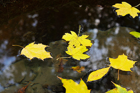 树叶飘在水中图片