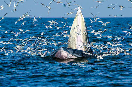 布莱德的鲸鱼喂养游泳动物哺乳动物海上生活飞跃海鸥海洋效力蓝色图片