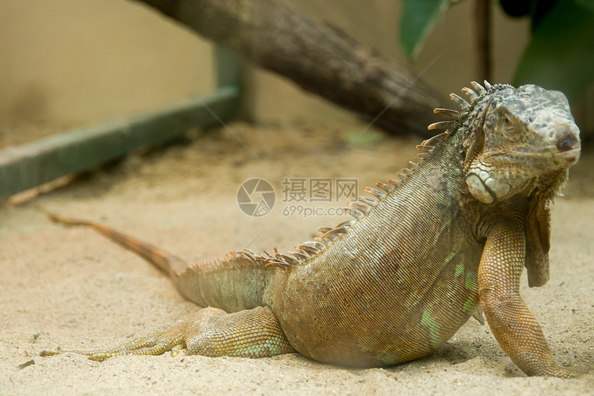 伊瓜纳利查德荒野动物园草食性蜥蜴恐龙鬣蜥脊椎动物野生动物热带绿色图片