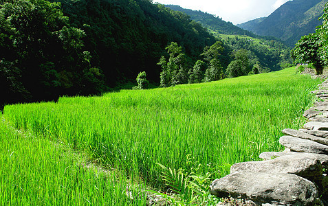 绿色稻田和山河景观 前往安纳普恩传统山坡食物湿地收成旅行栽培种植园阳台场地图片