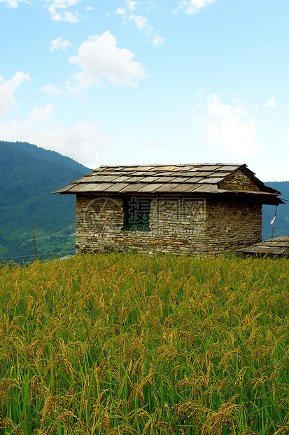 绿色稻田和山地 前往Andapurna基地图片