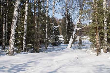 冬季森林针叶边缘季节树枝旅行天空绿色日光树林晴天王冠高清图片素材