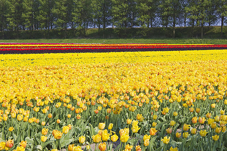 荷兰的Tulip 字段投标农场季节生活生长晴天宏观花园植物花瓣图片