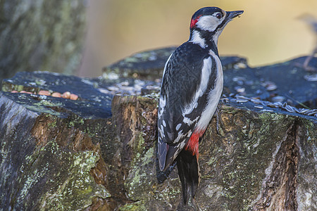 在树桩上发现大斑斑的木 主要狄克罗科波斯啄木鸟动物野生动物树冠红色荒野林地黑色羽毛翅膀图片