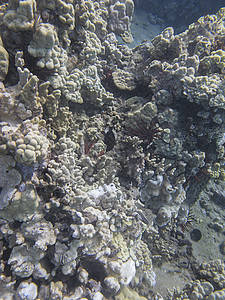珊瑚礁殖民地图片