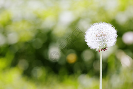 达当量植物群背景天气过敏场地种子农村太阳绿色植物植物图片