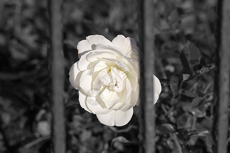 白玫瑰进监狱图片