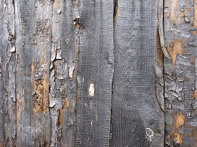 树皮粗木木背景图片