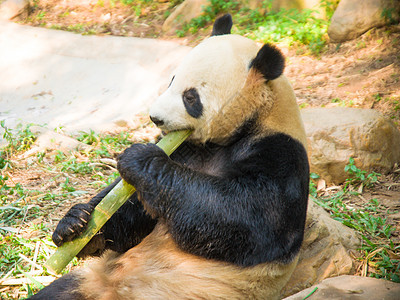 动物园公园哺乳动物荒野气候熊猫草食性白色竹子黑色动物园野生动物图片