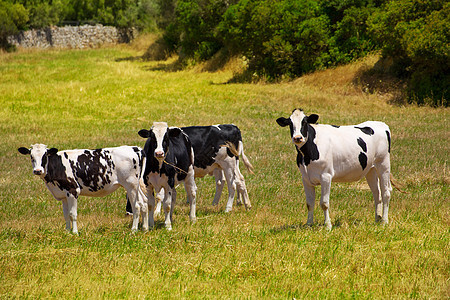 牛牛牛在绿草地放牧动物国家食物乳房奶牛场地农场牛肉植物农村图片