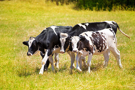 牛牛牛在绿草地放牧牧场农村牛肉食物牛奶植物家畜小牛哺乳动物奶牛图片
