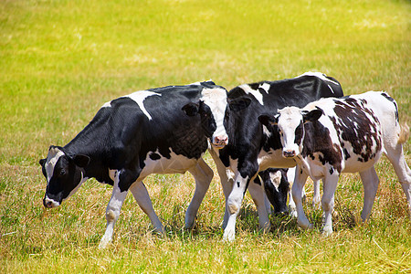 牛牛牛在绿草地放牧哺乳动物农田动物家畜植物国家小牛牛奶牛肉农村图片