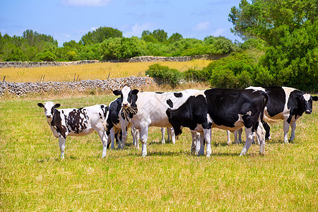 牛牛牛在绿草地放牧农场农田牛肉乳房奶牛家畜植物牛奶国家动物图片