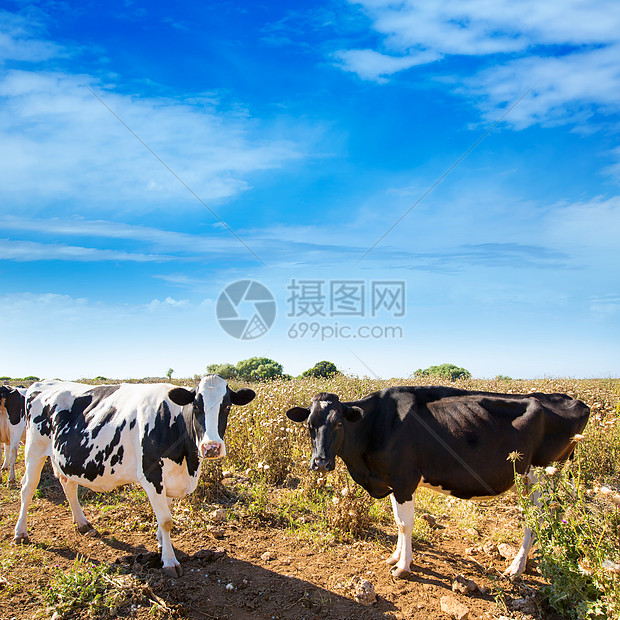 在Ciutadella附近放牧的牛群农田国家牧场牛肉小牛草地家畜农村乳房食物图片