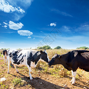 在岛 弗里斯母牛亲吻对方农田国家牧场奶牛草地草本植物哺乳动物小牛乳房农场图片