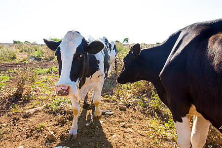 在Ciutadella附近放牧的牛群植物乳房场地农田牧场哺乳动物奶牛动物牛奶农村图片