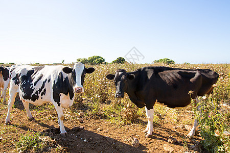 在Ciutadella附近放牧的牛群奶牛草地牧场小牛乳房动物农场国家场地牛肉图片