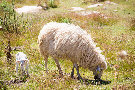 在田野放牧的羊母和婴儿羊羔母羊国家羊肉季节农场动物羊毛草原食物场地图片