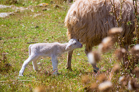 在田野放牧的羊母和婴儿羊羔动物场地家畜环境母羊草原母亲牧场草地季节图片