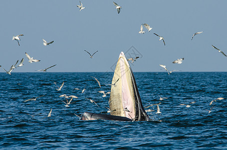 布莱德的鲸鱼喂养海洋海鸥哺乳动物海上生活飞跃动物蓝色效力游泳图片