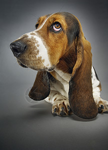 Basset 猎犬在背景中坐着图片