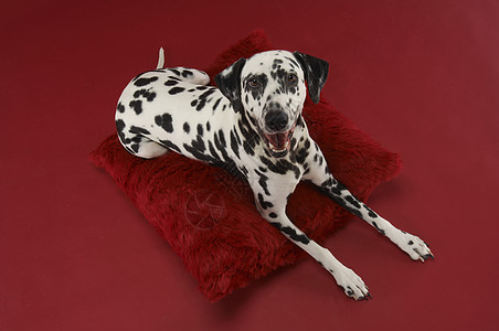 一只达尔马提亚狗的高角度视角 它放松在被红色背景隔离的垫子上图片