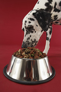 Dalmatian吃狗食食物 孤立于红色背景高清图片