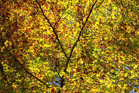 秋天树叶多彩天篷高清图片素材