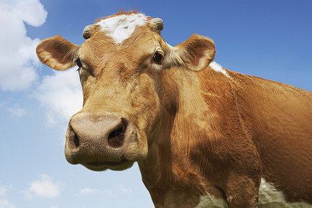 站在天空对面的一头棕牛的近视肖像图片