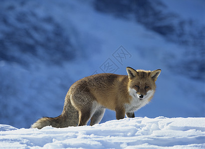 雪上的狐狸图片