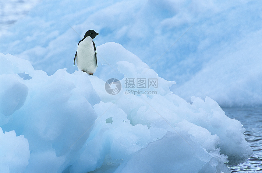 冰山上的企鹅黑与白冰流寂寞野生动物动物孤独图片