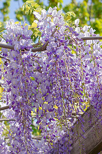 西部地区紫色文化植物薰衣草活力花朵花园白色阳光花瓣图片