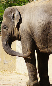 大象皮肤野生动物哺乳动物厚皮动物绿色婴儿动物园灰色濒危图片