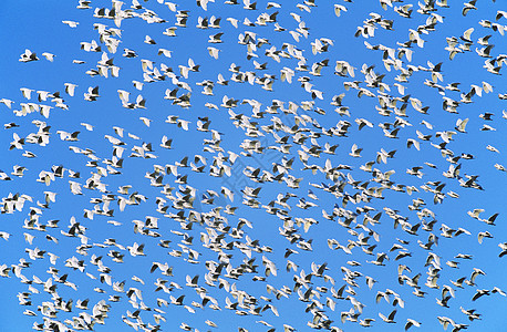 候鸟圈植绒移民航班动物飞行旅行空运迁移天空蓝天背景图片
