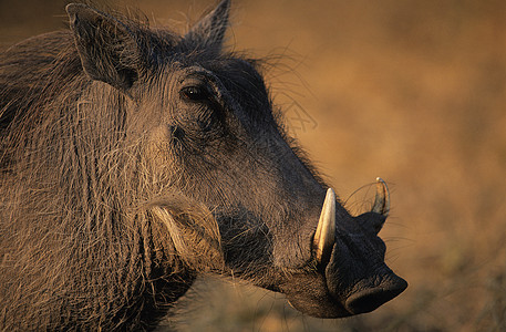 猪长富围猪特写疣猪荒野獠牙鼻子孤独野猪野生动物哺乳动物动物前景背景
