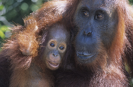 奥兰古塔 拥抱年轻近身团结野生动物家族猩猩毛皮兽面哺乳动物关爱动物灵长类图片