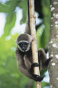 年轻的松鼠猴子爬树树图片