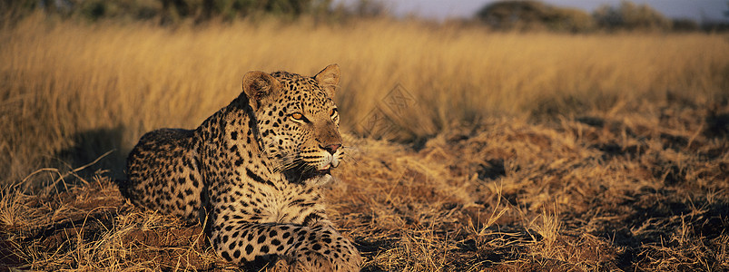 豹躺在热带草原上的草地上成年野生动物自然世界说谎哺乳动物摄影动物猫科荒野图片