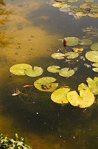 池塘中的青蛙水龙头绿色叶子动物植物宏观花园监管水池软垫图片