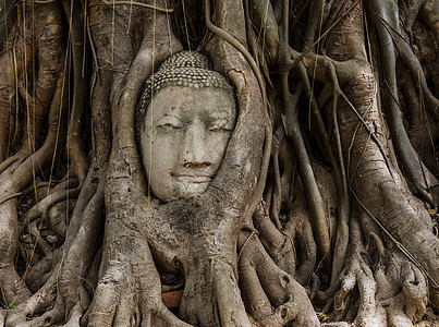 旧树上的佛头雕像精神废墟文化宗教佛教徒雕塑数字纪念碑树干图片