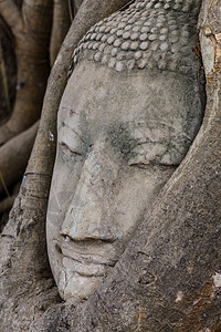 在阿尤塔亚的布谷树上佛头宗教树根废墟文化地标精神数字雕塑榕树树干图片