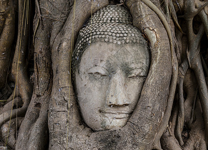 佛头在班扬树上宗教废墟精神文化纪念碑树干佛教徒寺庙地标雕塑图片