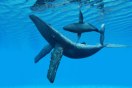 海上鲸鱼Humback 鲸鱼债券背景