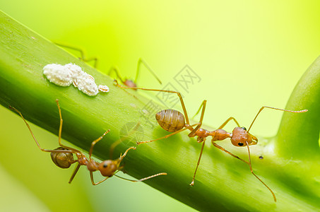 红蚂蚁和虫在叶子上绿色红色宏观环境黑色野生动物漏洞花园工人昆虫图片