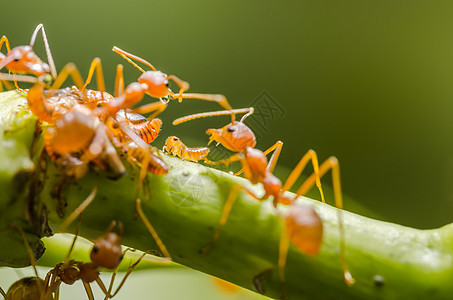 红蚂蚁和虫在叶子上工人宏观红色绿色昆虫黑色花园环境漏洞野生动物图片